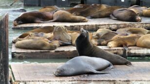 Chemical Dumping Linked to California Sea Lions’ High Cancer Rates