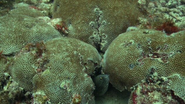 Climate Crisis Threatens Three Reef-Building Atlantic Corals