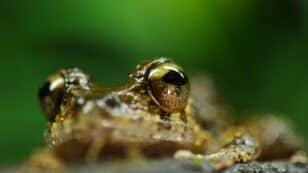 Species Snapshot: The El Rincon Stream Frog Is in Hot Water