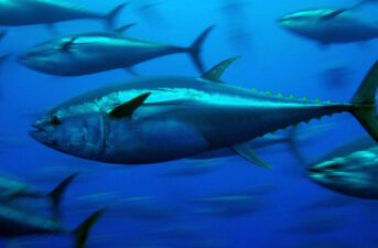 On World Tuna Day, Let’s Fix Oversight of Tropical Species