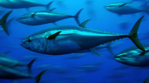 On World Tuna Day, Let’s Fix Oversight of Tropical Species