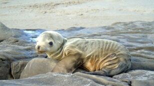 Scientists Find Answer to Why Thousands of Sea Lion Pups Are Starving