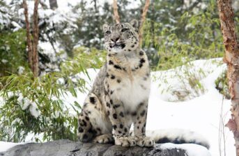 Species Spotlight: The Elusive Snow Leopard