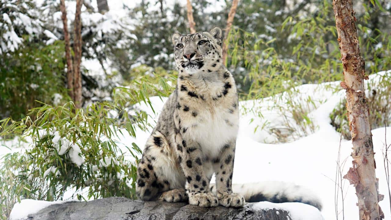 Snow Leopard in zoo