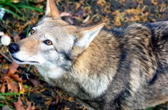 Scientists Warn Federal Agency’s Plan Would ‘Result in Extinction of Red Wolves in the Wild’