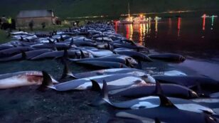 Massacre of 1,428 Faroe Islands Dolphins Sparks Outrage From Activists and Locals