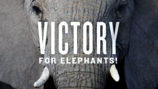 Huge News for Elephants: U.S. Bans Ivory Trade