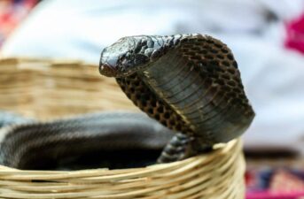 In India, Saving Humans and Snakes Could Be as Simple as a Click on Your Phone