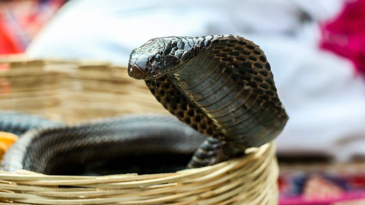 A cobra in Jaipur, India.