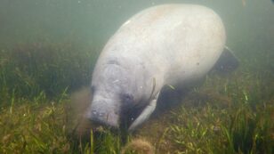 Pollution Causing Food Scarcity, Death for Florida Manatees