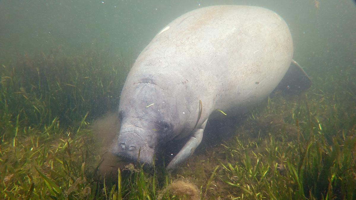 Pollution Causing Food Scarcity, Death for Florida Manatees