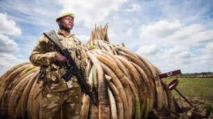 Ivory Trade in China Is Now Banned