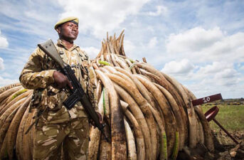 Ivory Trade in China Is Now Banned