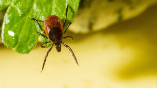 7 Common Myths About Ticks