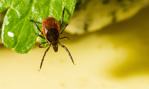 7 Common Myths About Ticks