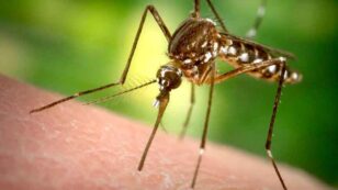 Zika Goes Viral in the U.S.