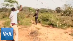 Locust Swarms Prompt Somalia to Declare National Emergency