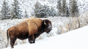 Groups Sue Government Over Slaughter of Yellowstone Bison