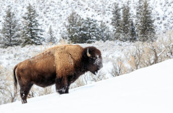 Groups Sue Government Over Slaughter of Yellowstone Bison