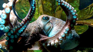 Octopus Slips Out of Aquarium, Escapes Down Pipe to Ocean