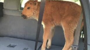 Baby Bison Dies After Tourists Put It in Their Car Because It Looked Cold