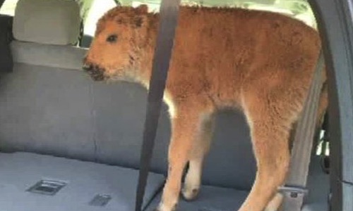Baby Bison Dies After Tourists Put It in Their Car Because It Looked Cold