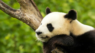 Is it Too Soon to Consider Removing Giant Pandas From the Endangered Species List?