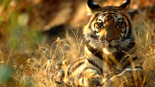 WWF and Leonardo DiCaprio: Wild Tiger Populations Increase for First Time in 100 Years