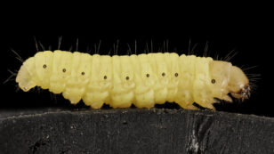 How a Plastic-Eating Caterpillar Could Help Solve the World’s Waste Crisis