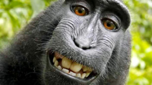 ‘Monkey Selfie’ Case Headed to U.S. Court of Appeals