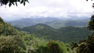 Worried About Biodiversity? End Industrial Activity in the Rainforest