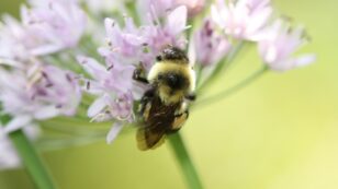 It’s Official: First Bumble Bee Species Listed as Endangered in ‘Race Against Extinction’