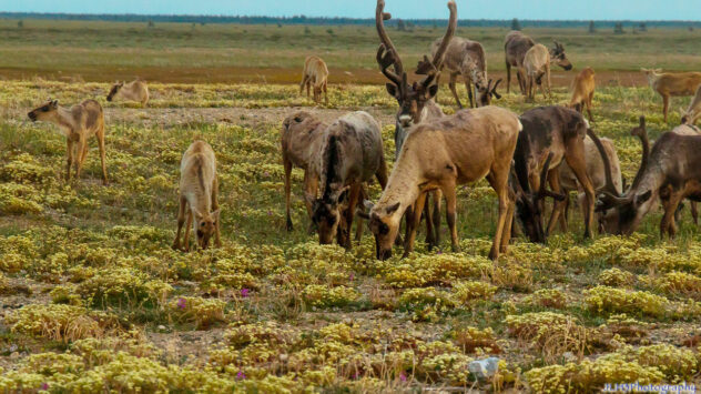 What’s Really Behind Dwindling Numbers of Woodland Caribou?
