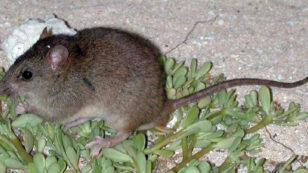 First Mammal Driven to Extinction by Human-Caused Climate Change Is Australian Rodent