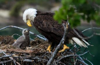 America’s Bald Eagle Population Has Quadrupled Since 2009, Government Report Finds