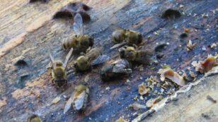 Vandals Kill Tens of Thousands of Honeybees in Iowa