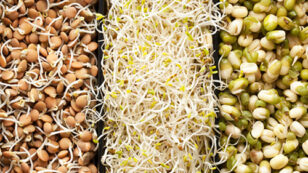 10 Reasons Eating Sprouts Should Be a Part of Your Daily Diet