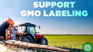 USDA Deregulates Two Lines of Genetically Engineered Corn From Monsanto, Syngenta