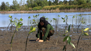 Mangroves Threatened by Sea Level Rise Could Disappear by 2050