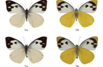 New Philippine Butterfly Subspecies Is Discovered Thanks to a Field Guide