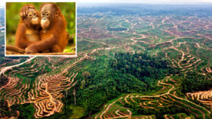 Palm Oil Scorecard: Find Out Which Brands Are (and aren’t) Helping Save Indonesia’s Rainforests