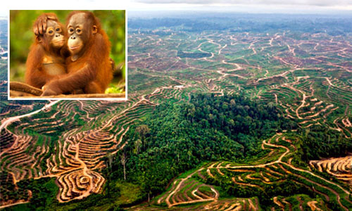 Palm Oil Scorecard: Find Out Which Brands Are (and aren’t) Helping Save Indonesia’s Rainforests