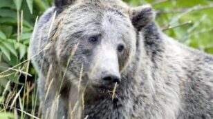 Grizzly Bears at Risk of Being Hunted for the First Time in Decades