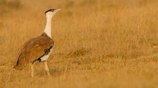 Is the Great Indian Bustard About to Go Extinct?