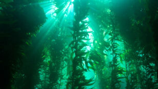 Climate Change Threatens Kelp Forests With Invasions of Weeds