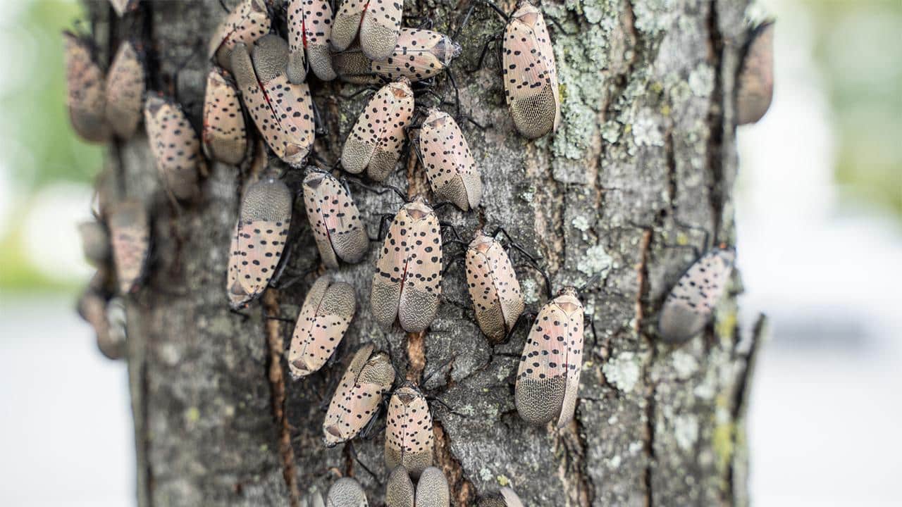 Swarm of spotted lantern flies on tree