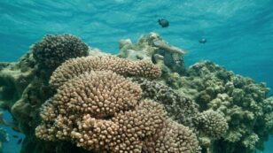 Hawaii to Approve Landmark Ban on Coral-Damaging Sunscreens