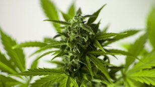 New York Gov. Proposes State Legalize Recreational Marijuana