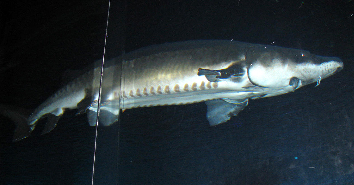 After 140 Million Years, Chinese Sturgeons May Soon Be Extinct - EcoWatch