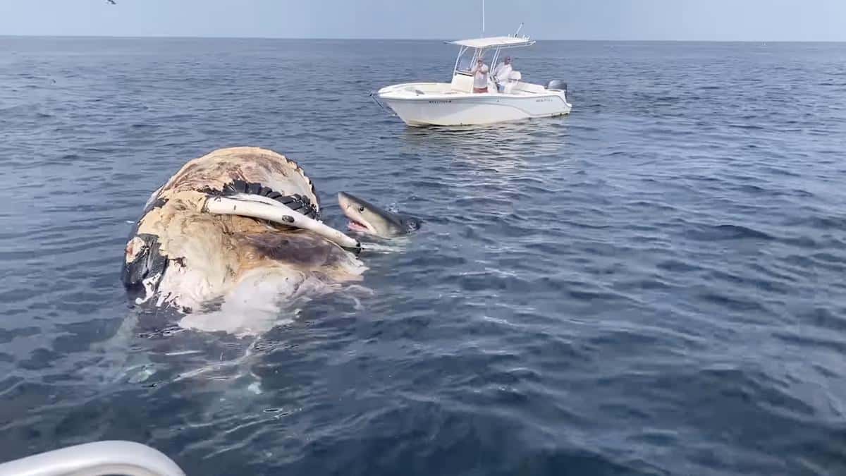 <wbr />White sharks eating a whale carcass.